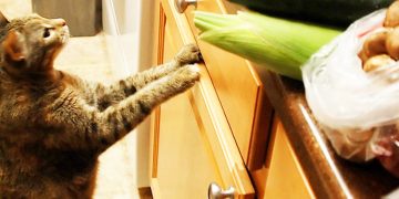 Cat Won’t Leave Kitchen Until Dad Figures Out The Real Situation