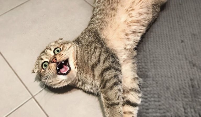 Does Your Cat Go Crazy At Night? Experts Finally Know Why