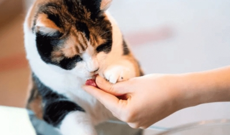 Stop Your Cat From Biting People In 6 Steps