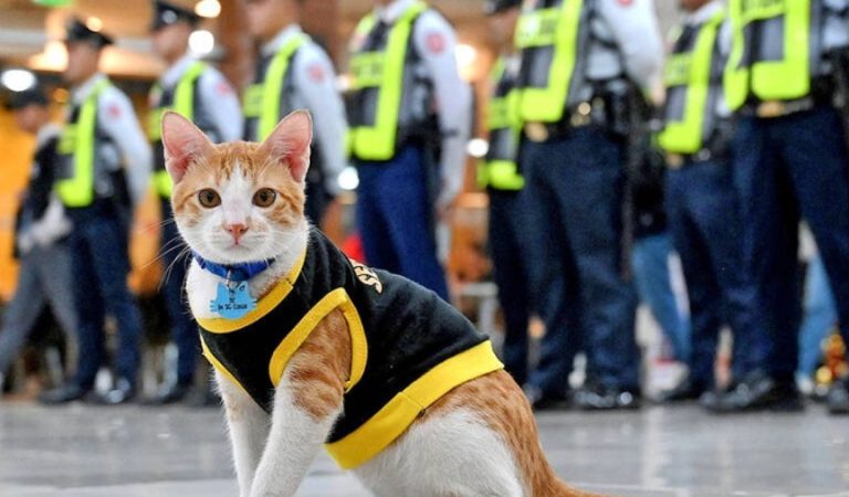 Conoce a Conan, un gato callejero que trabaja como guardia de seguridad a tiempo completo en un centro comercial de Filipinas