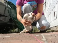 Regardez le sauvetage éprouvant de chatons sournois cachés dans un endroit étroit