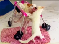 Un chaton miraculé aide un chien paralysé à marcher à nouveau