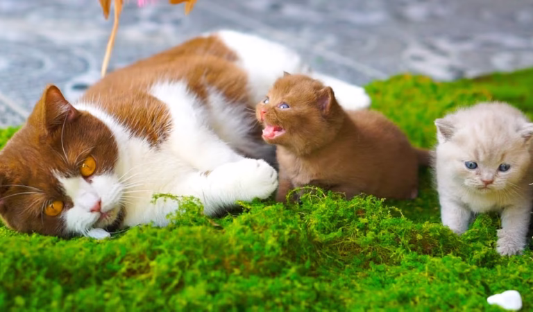 Cats playing on the grass – Cats meowing – Cat sounds