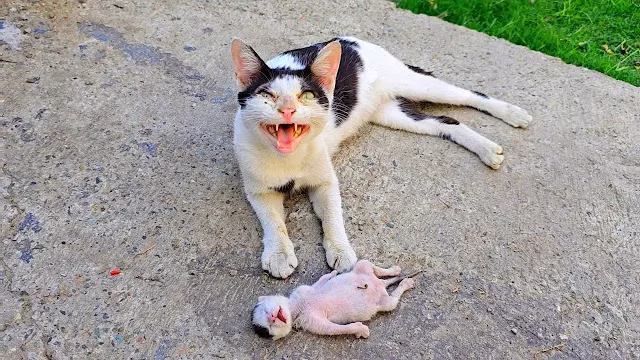 A Crying Mother Cat Brought Her D.ying Kitten To A Man. Just Unbelieveble!