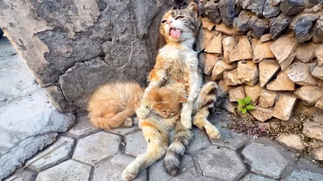 A Kitten Gave A Last Hug To His D.ying Mother Cat, What Haррened Next Was Totally Unbelievable!