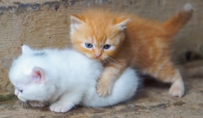 Kitten crawling around animals: Pig, rabbit, duck, dog, horse – Cat meowing