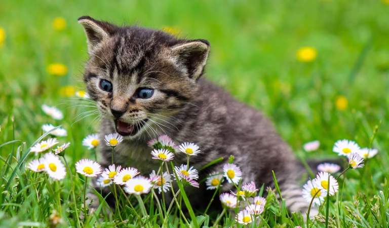 Kittens meow – Kittens call their mothers – Cats play with dogs and chickens