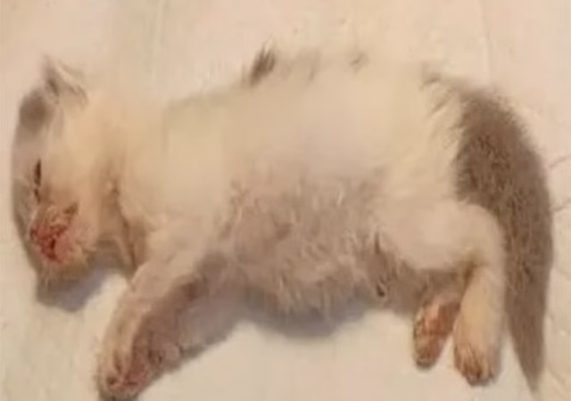 Abandoned Beside a Garbage Bag, Crying Cat Finds Hope Thanks to Compassionate Strangers