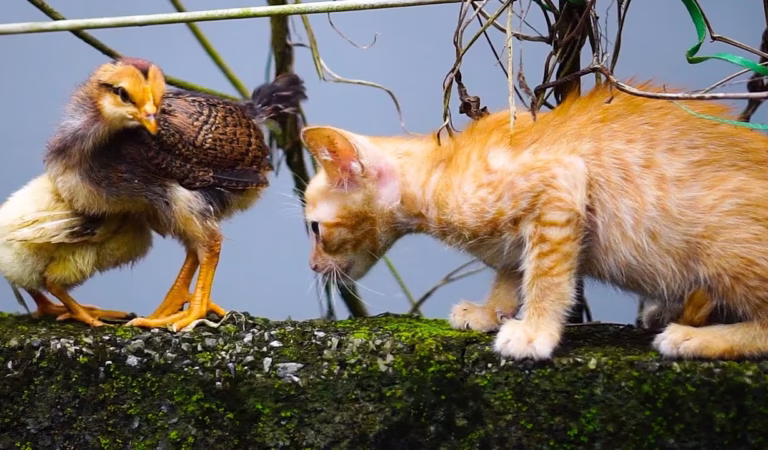 Cats playing with animals: Chicken, Dog, Rabbit, Duck – Cat sounds