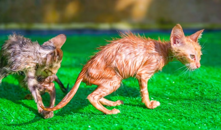 Kittens playing with animals: ducks, chickens, horses, cows – cat calling sounds.