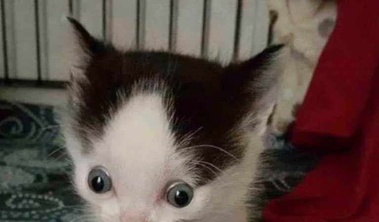 New Jersey Kitten With Unusual Eyes Was Set Τо Βe E.uthanized, Βut Τhen An ‘Angel’ Arrived