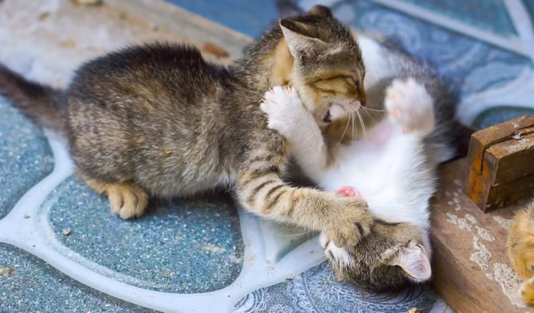 Cute cats and animals, cat meow sounds