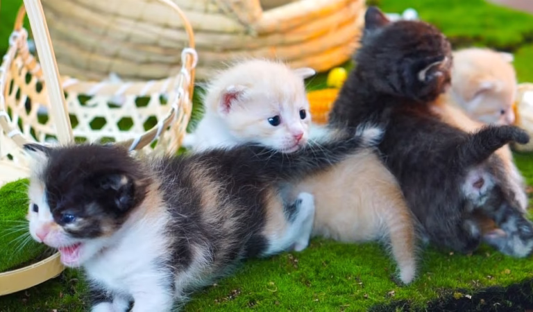 Kittens teasing adorable animals: Dog, rabbit, cow, mouse – Cat meowing