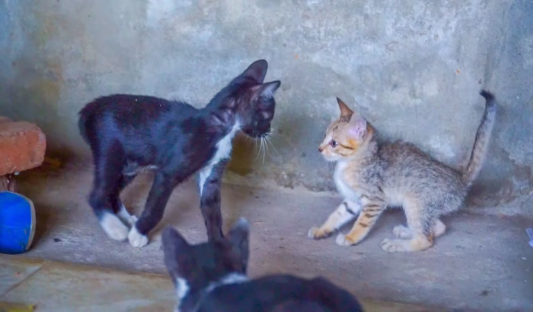 Kittens practice hunting skills, kittens play – cat meows
