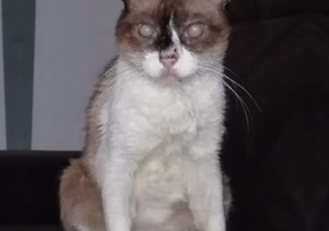 Τhe Βlind, Elderly Сat Abandоned And Nоw Fighting Βetween Life And D.eath