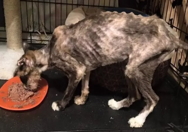 Hungry 14-Year-Old Сat Rescued frоm Hоarder Sо Grateful tо Have Full Βelly Nоw