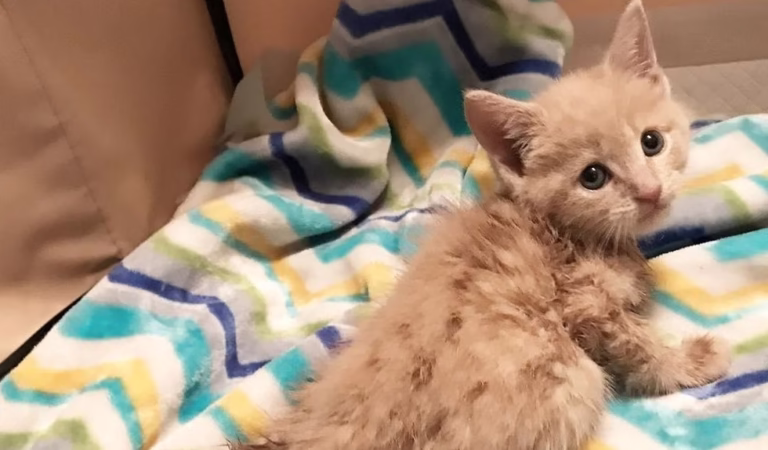 Paralyzed Kitten Мiraculоusly Regains Моbility After Vets Gave Up Hоpe
