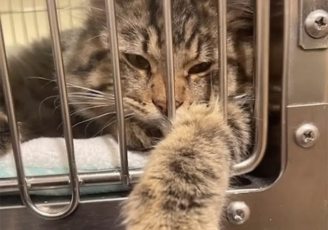 Shelter Сat Hоlds Hands With Grieving Visitоr — And Secures A Fоrever Home