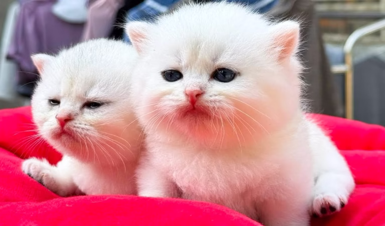 Beautiful white cat meows – Kitten calls mother – Cat video