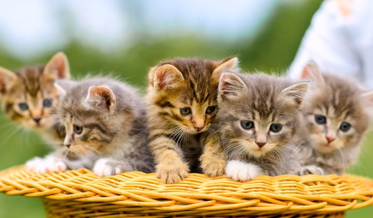 Playful Kittens and Farm Friends: Goats, Chickens, Horses, and Donkeys – Sweet Cat Sounds