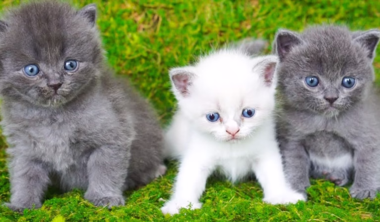 Beautiful cat video, running around mother cat – Kitten crying and lost mother – Kitten rescued