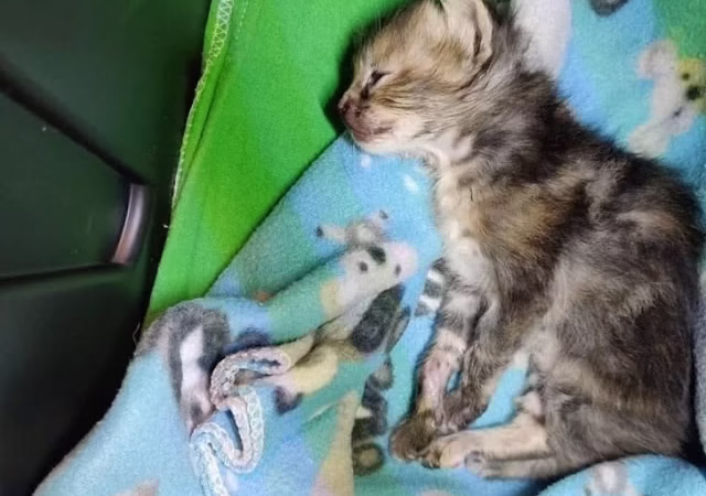 POOKIE El notable y comado del gatito se desvía de τhriving SurvivоR –
