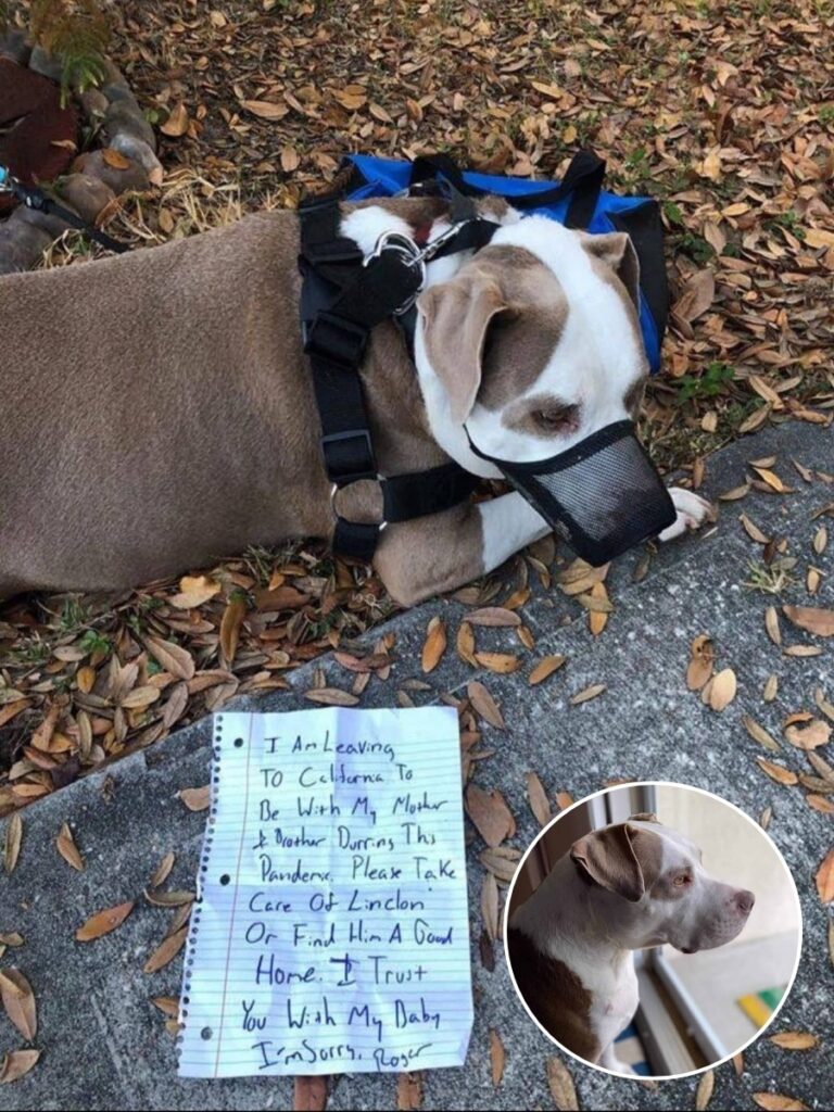 Two Texas Dogs Find Forever Homes After Rescue