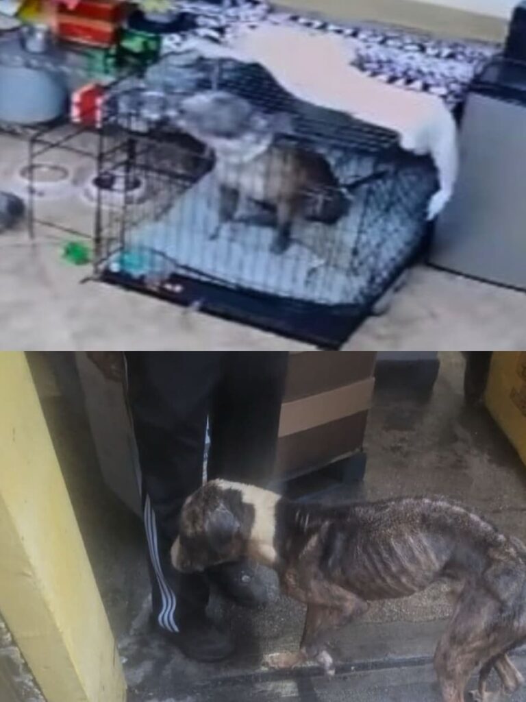 From Abandonment to Hope and Healing