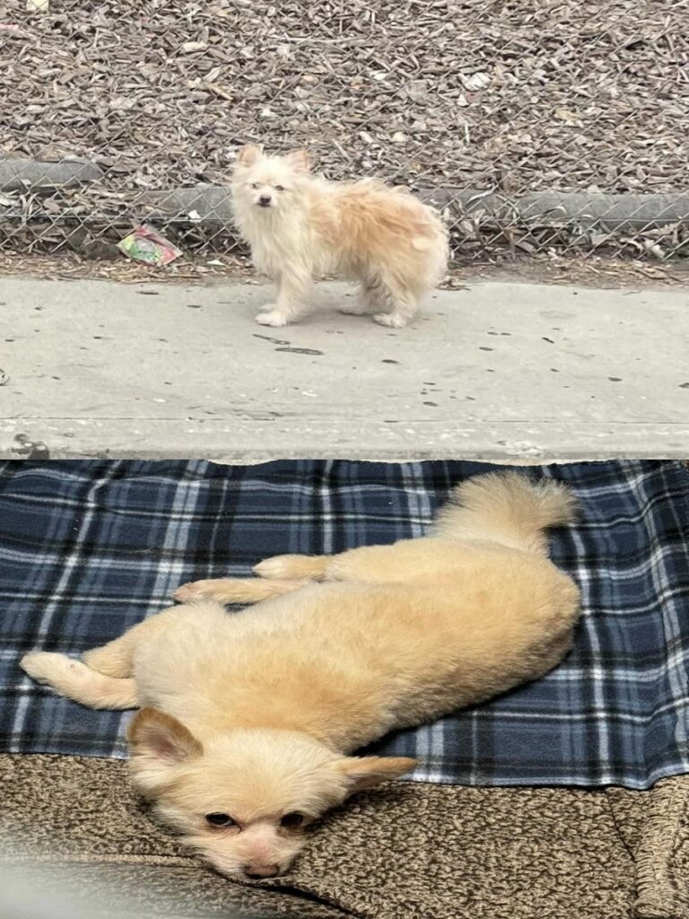 Heartwarming Rescue of a Lonely Highway Dog