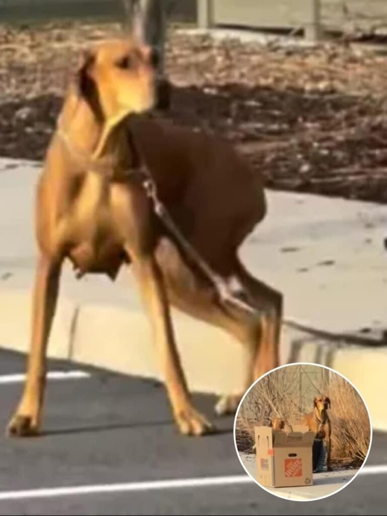 The Heartwarming Rescue of Nora and Her Puppies at SPCA Westchester