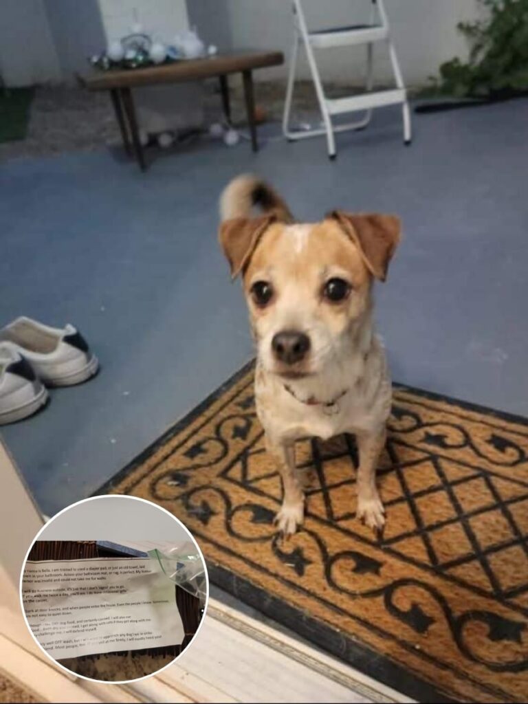 Abandoned Dog Finds Forever Home Through Kind Couple’s Determination