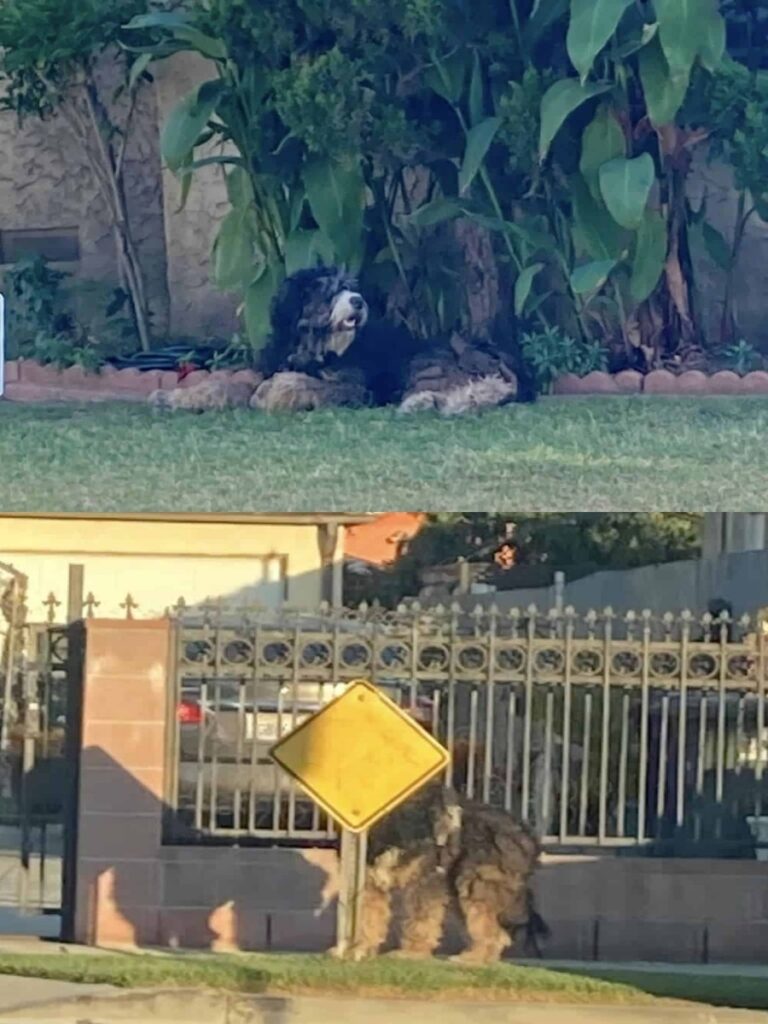 Abandoned Dog Finds Hope After Heartbreaking Ordeal in Southern California