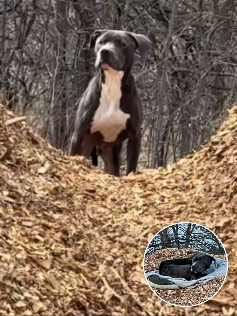 Abandoned Dog Raymond Awaits New Forever Home After Heartbreaking Ordeal