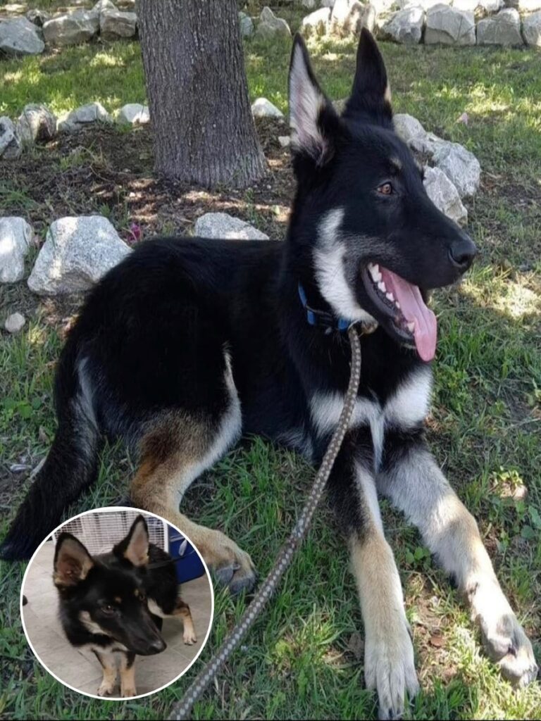 Abandoned Dogs Find New Hope in San Antonio Storm Rescue