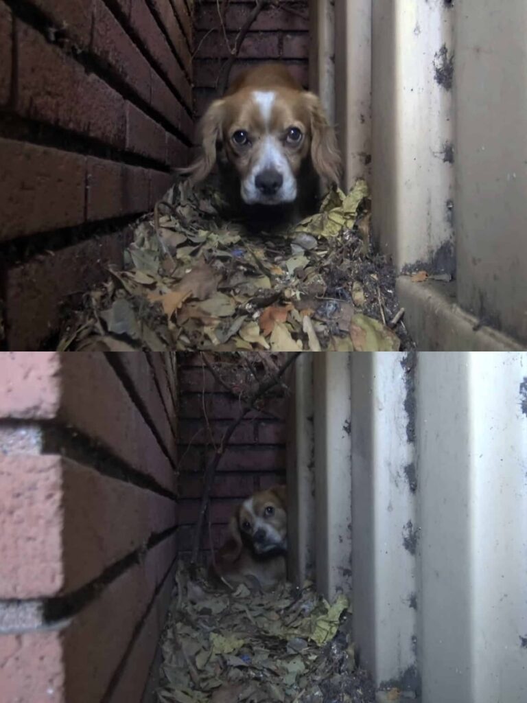 From Schoolyard Fear to Loving Forever Home