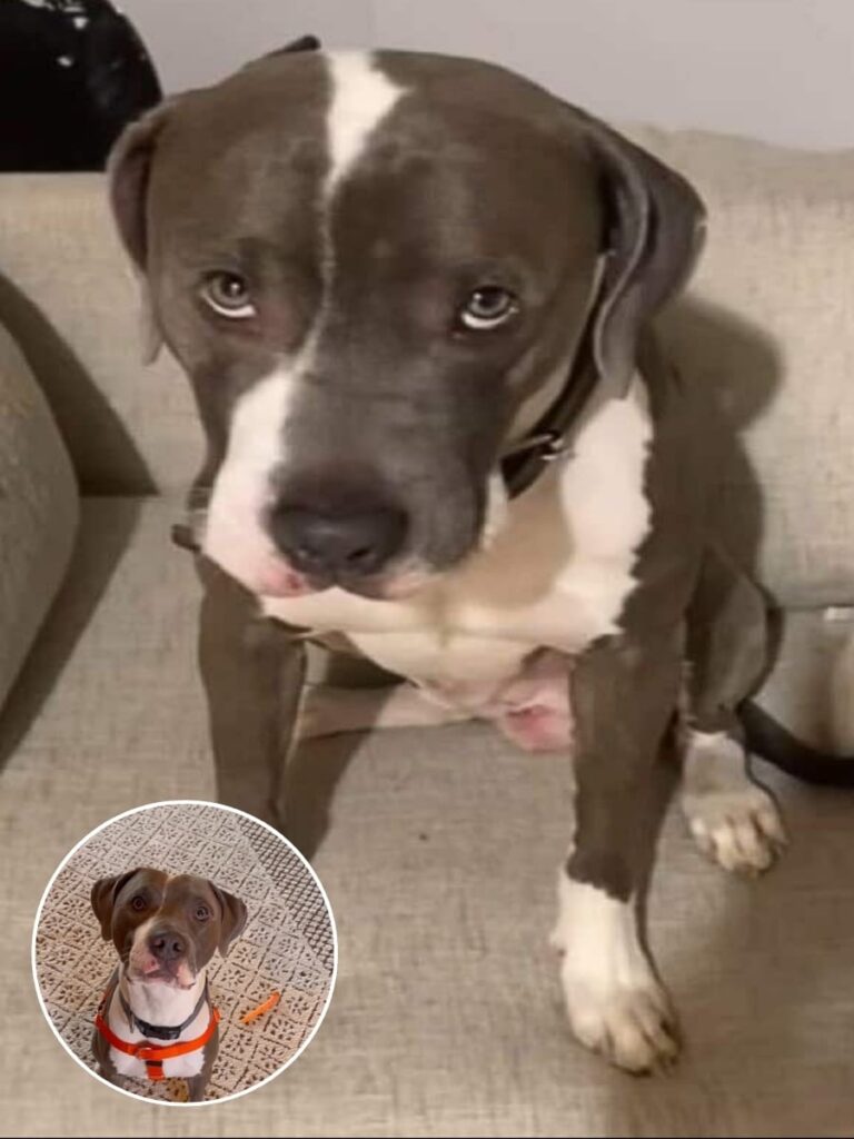 Abandoned Pit Bull Finds Hope and a New Start with Loving Rescue Family