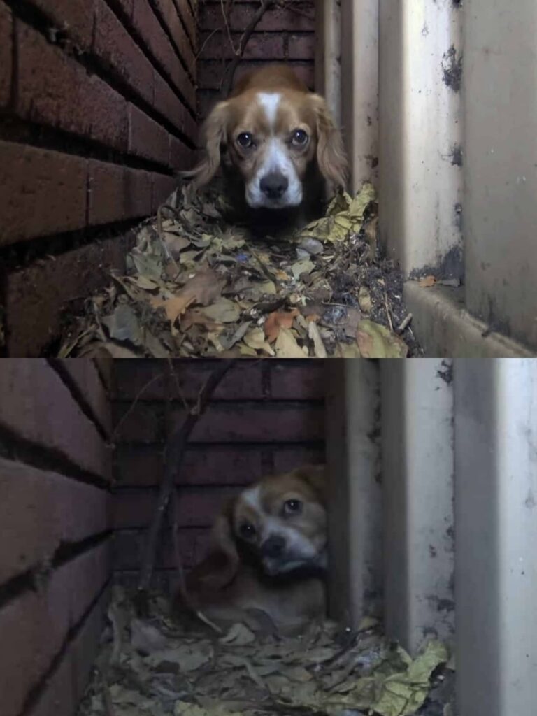 Abandoned Pup Rufus Finds New Home and Hope After Ordeal