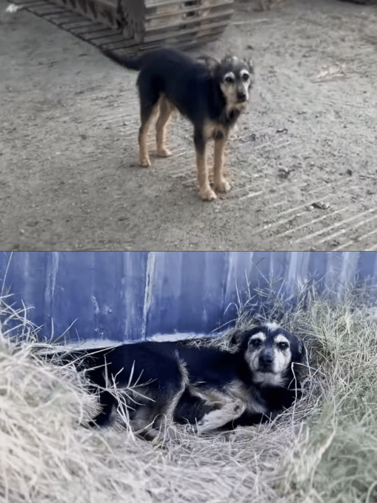 Abandoned Pups Rescued and On Path to New Loving Homes