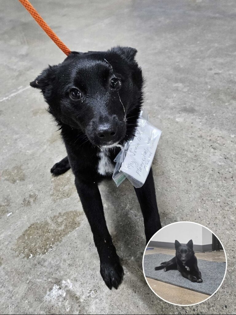 Abandoned with a Note, Rukey the Dog Captures Hearts and Hope for a New Home