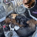 Couple Rescues Seven Puppies Chasing Their ATV