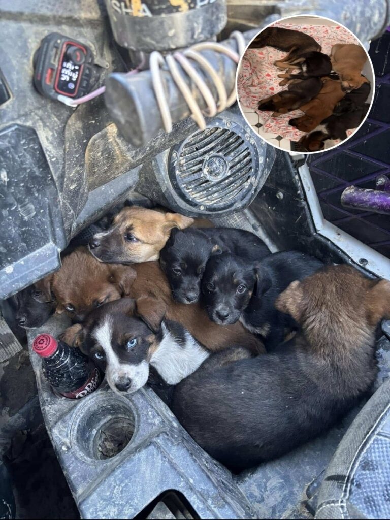 Couple Rescues Seven Puppies Chasing Their ATV