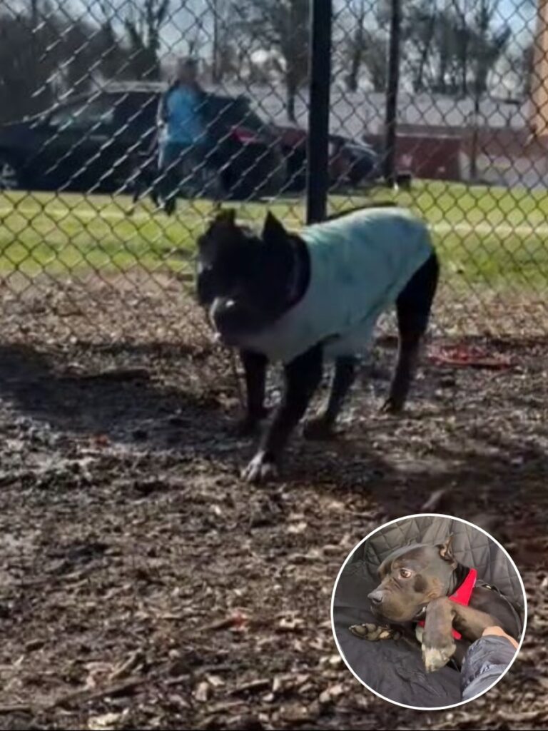 How Fostering Sparks Hope for Shelter Dogs