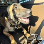 From Shelter Loneliness to a Loving Home Through Social Media Magic