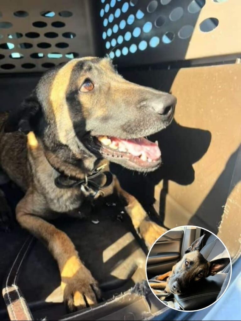 From Shelter Loneliness to a Loving Home Through Social Media Magic