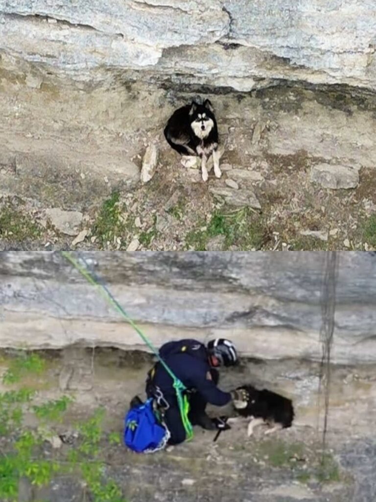 Daring Cliffside Rescue Reunites Lost Dog with Joyful Owner