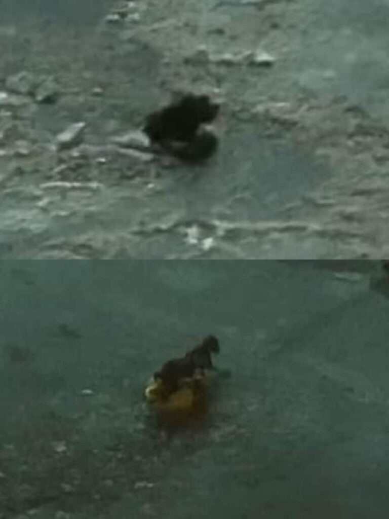 Pet Owner and Pup Survive Icy Plunge Drama