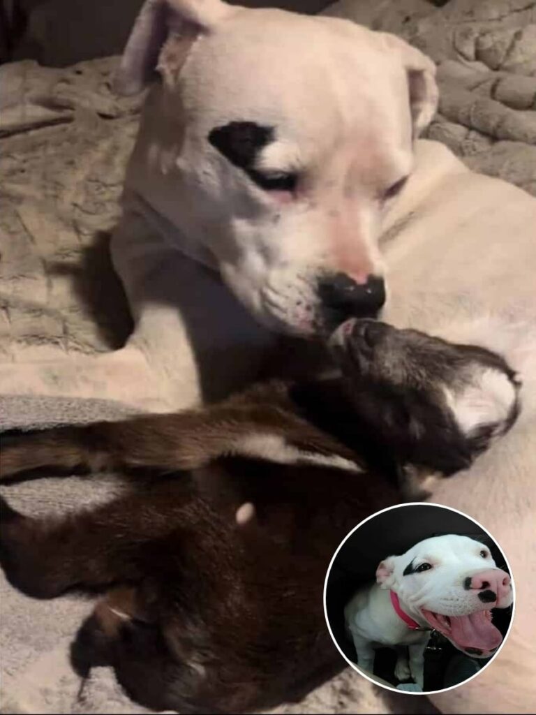 Deaf Pit Bull Defies Stereotypes, Becomes Loving Nanny to Orphaned Goat