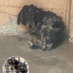 Dog Rescuer Suzette Hall Triumphs in Heartfelt Mission to Save Stray from Desolate Hiding Spot