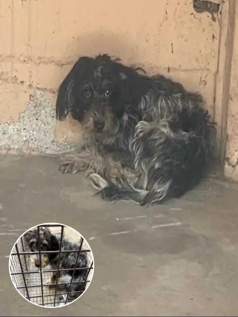 Dog Rescuer Suzette Hall Triumphs in Heartfelt Mission to Save Stray from Desolate Hiding Spot