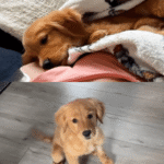 A Puppy’s Journey to Health and Happiness in Her Forever Home